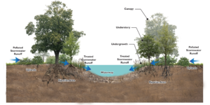 Riparian Buffer sketch